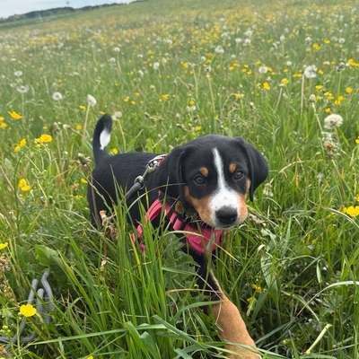 Hundetreffen-Welpentreff Peiting-Bild