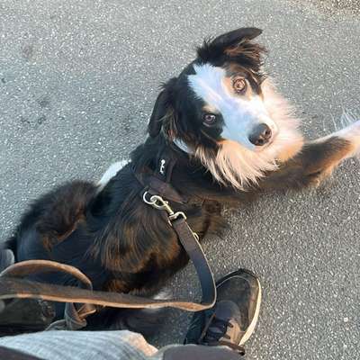 Hundetreffen-Gassirunde / Spielfreunde-Bild
