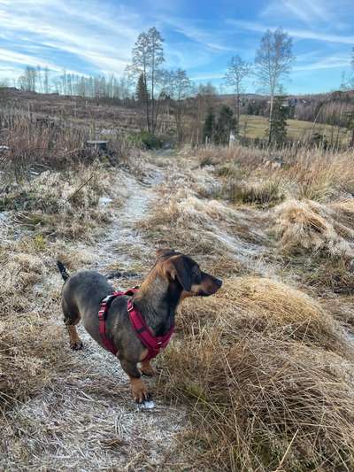 Hundetreffen-Hundefreunde für Gassirunde / Socialwalk gesucht-Bild