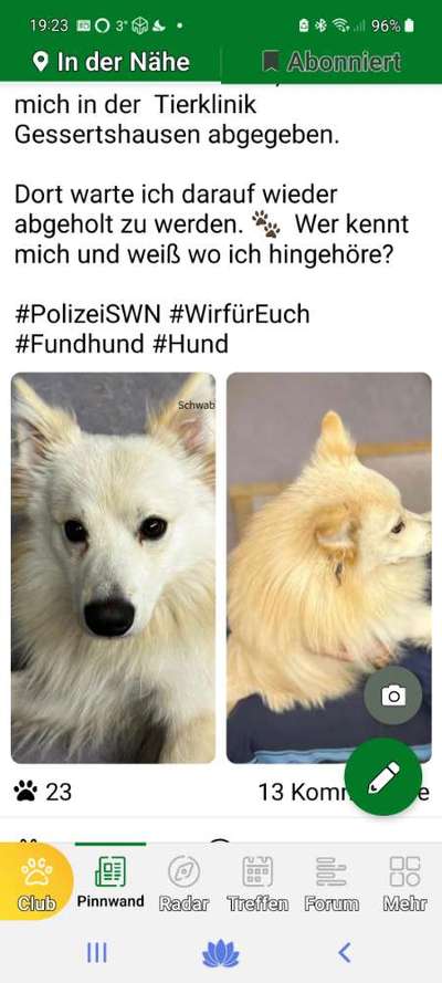 Spitz--Zwergspitz--kleinspitz---mittelspitz----Großspitz--Wolfsspitz-Beitrag-Bild