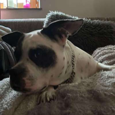 Hundetreffen-Leyla sucht Spielgefährten ❤️❤️❤️-Bild