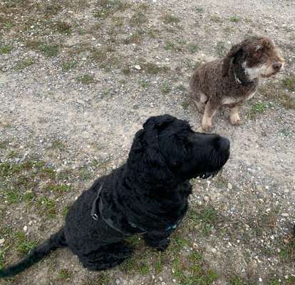 Hundetreffen-Perro Freunde gesucht-Bild