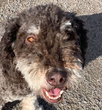 eure Spitznamen für die Vierbeiner-Beitrag-Bild