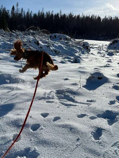 Dogorama Photo Challenge - Es wird nochmal kalt!-Beitrag-Bild