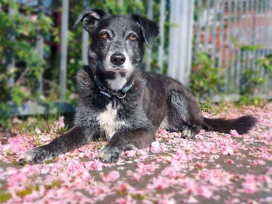 Hundetreffen-Hundetreff an der Leine-Bild