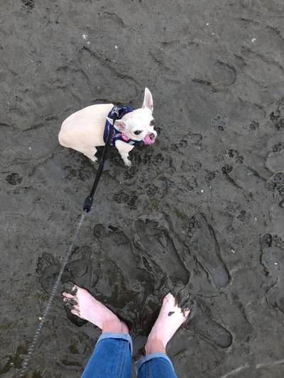 Dogorama Photo Challenge - Tierischer Urlaub-Beitrag-Bild