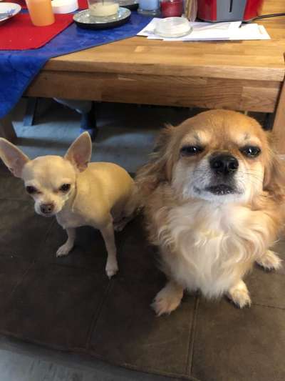 Hundetreffen-Gassirunde in der Wingst kleinerer Hunde-Bild