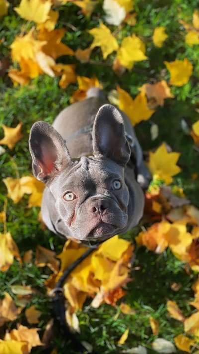 Hundetreffen-Playdate im Zürcher Unterland-Bild