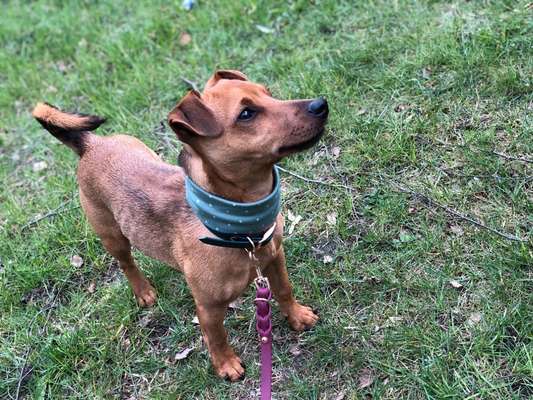 Hundetreffen-Trainingspartner gesucht-Bild