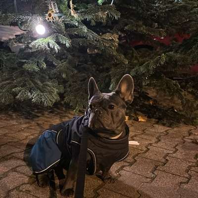 Hundetreffen-Gassi-Runde /Hundebegegnungen-Bild