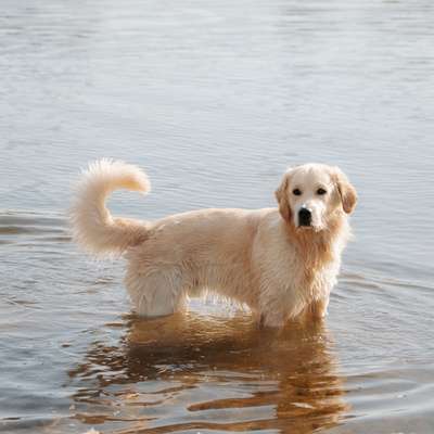 Hundetreffen-Gassirunden / Training