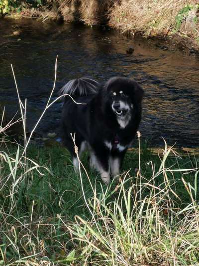 Seltene Rassen!-Beitrag-Bild