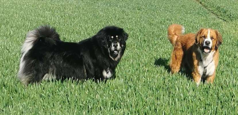 Seltene Rassen!-Beitrag-Bild