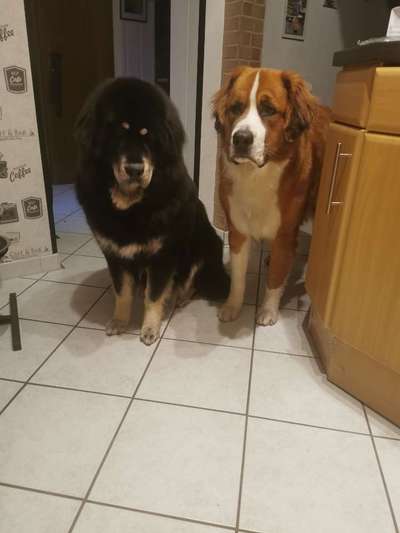 Hundekumpel verstorben-Beitrag-Bild