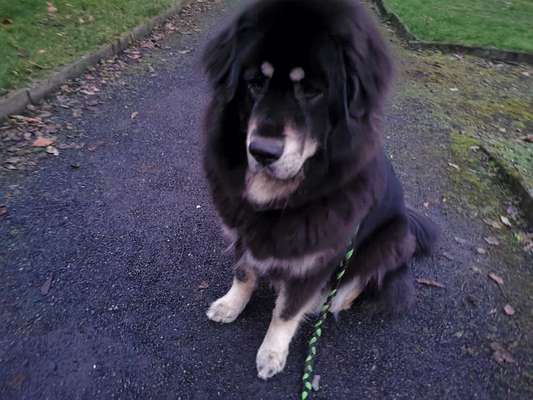 Seltene Rassen!-Beitrag-Bild