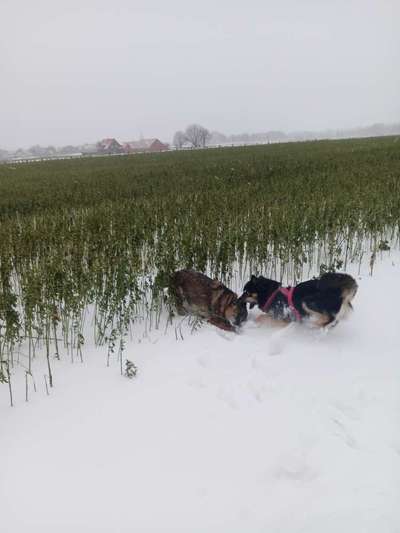 FOTO CHALLENGE 77 - Dein Hund im Spiel-Beitrag-Bild