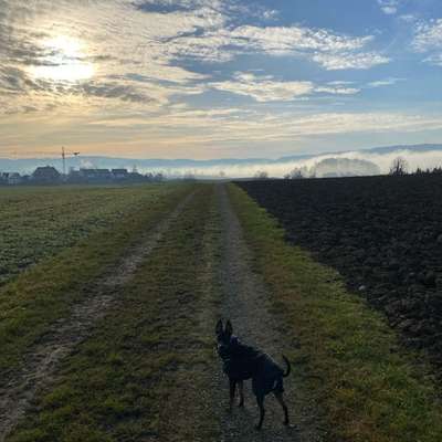 Hundetreffen-zemme schnüffelnd dur gegend 🐾-Bild