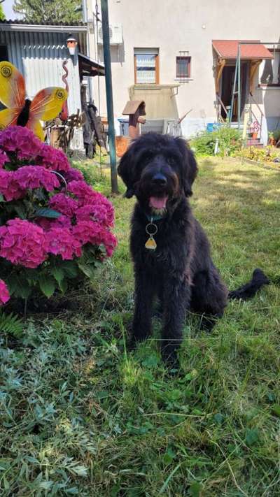 Hundetreffen-Hundetreffen zum Social Kontakt Aufbau-Bild