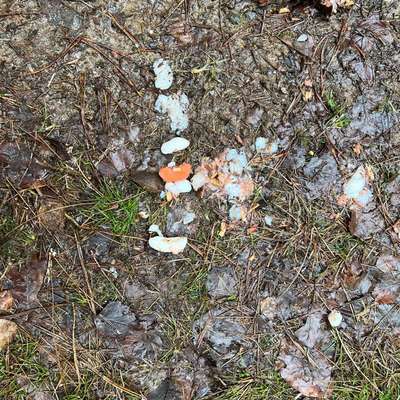 Giftköder-Vermutlich Giftköder-Bild