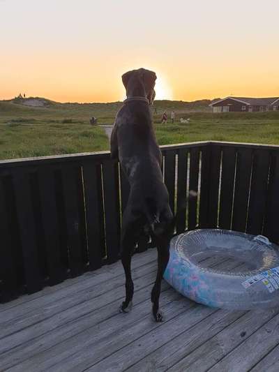 Challenge 41 - Mein Hund im Urlaub-Beitrag-Bild