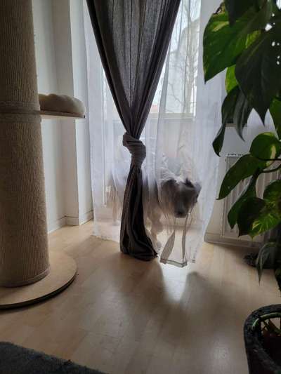 Australian Shepherd Freunde/innen-Beitrag-Bild