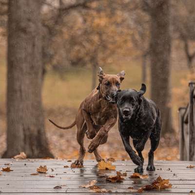 Hundetreffen-Spielbegegnungen-Bild