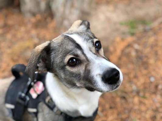 Dackelblick-Beitrag-Bild