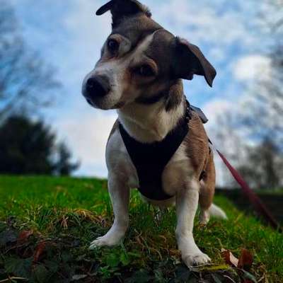 Hundetreffen-Zum Spielen,Toben und/oder einfach Gassi gehen...-Bild