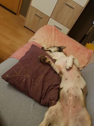 Die Dogorama Wochen Challenge-Beitrag-Bild