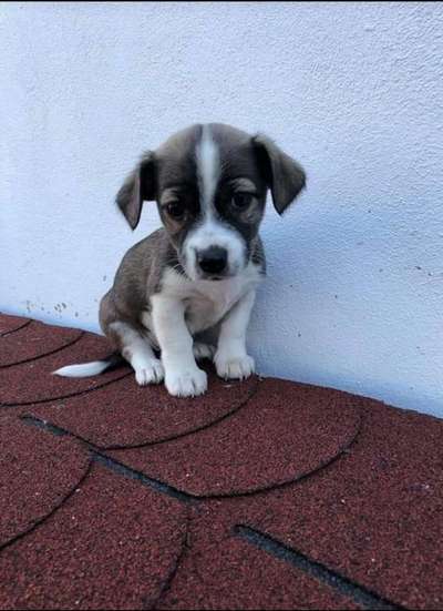 Welpen Bilder !-Beitrag-Bild