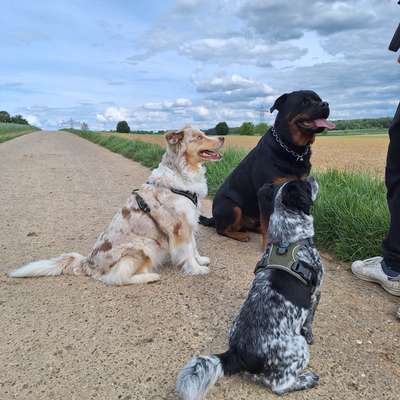 Hundetreffen-Gemeinsame Gassirunden-Bild