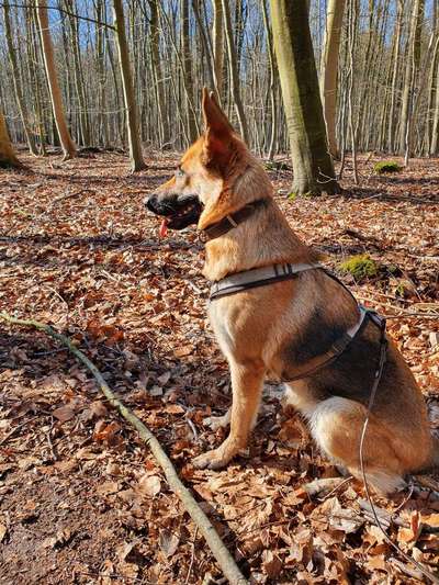 Schäferhund-Beitrag-Bild