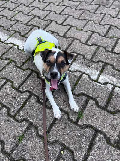 Frage zu Mantrailing-Beitrag-Bild