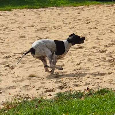 Pointerliebhaber-Beitrag-Bild