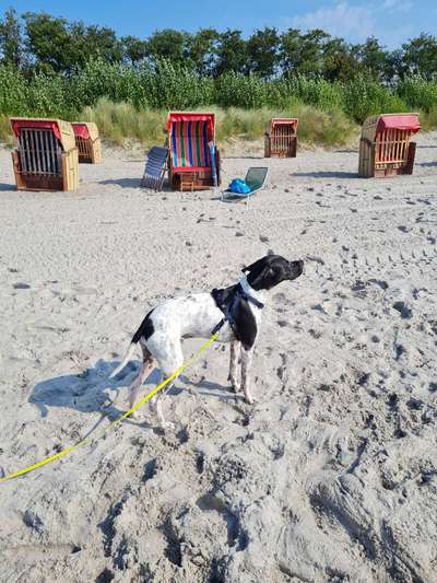 Hundeauslaufgebiet-Hundestrand Südstrand-Bild