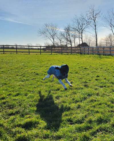 Hundeauslaufgebiet-Hundefreilauf Wallnau-Bild