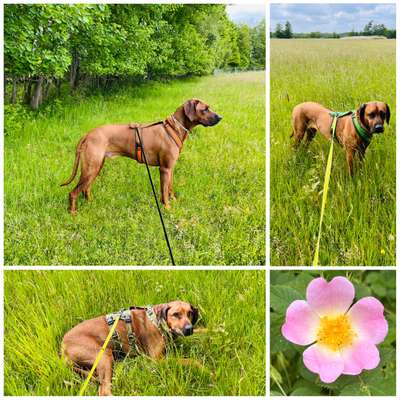 Rhodesian Ridgeback-Beitrag-Bild