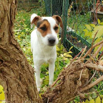 Hundetreffen-Bergheim-Profilbild