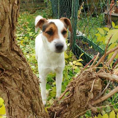 Hundetreffen-Trainingspartner gesucht