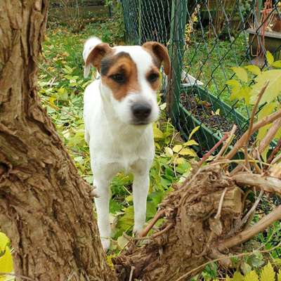 Hundetreffen-Bergheim