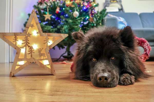 Eurasier hier?-Beitrag-Bild