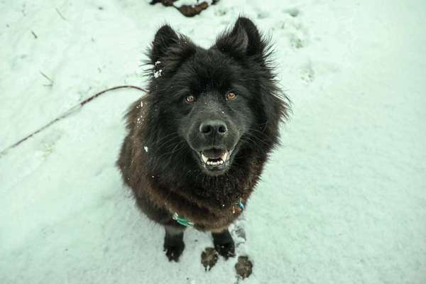 Hundetreffen-Hundefreunde zum Spazieren und Erkunden-Bild