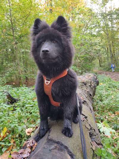 Eurasier hier?-Beitrag-Bild