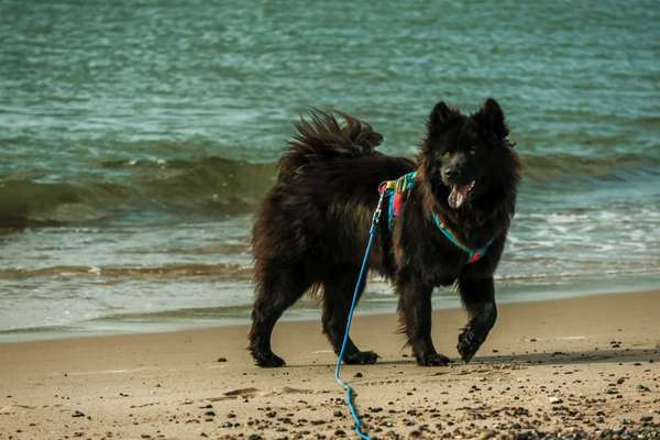 Eurasier hier?-Beitrag-Bild