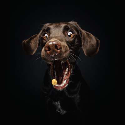 Tierfotografen-Magnucki Fotografie-Bild