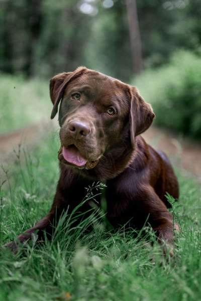 Die Dogorama Kalender Challenge 4/4-Beitrag-Bild