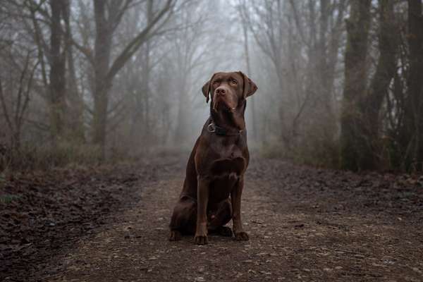 Hundetreffen-Outdoor Fotoshooting-Bild