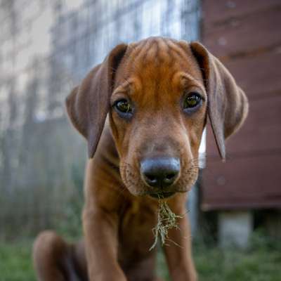 Hundetreffen-Outdoor Fotoshooting-Bild