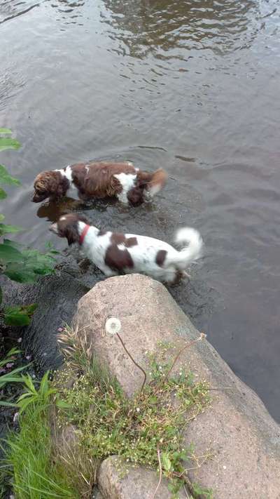 Kleiner Münsterländer!-Beitrag-Bild