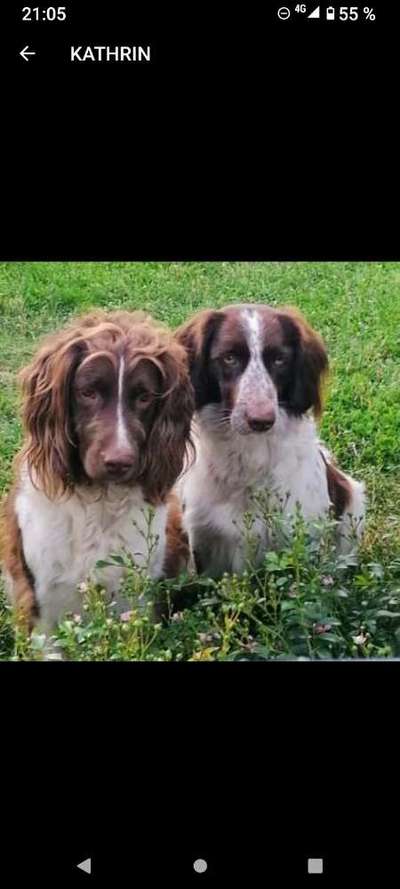 Kleiner Münsterländer!-Beitrag-Bild